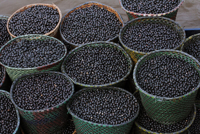 Nanofertilizante de açaí aumenta crescimento de milho e sorgo