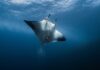 Ultrassom revela filhote em manta gigante no Pacífico Ultrassom revela filhote em manta gigante no Pacífico
