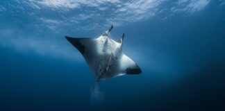 Ultrassom revela filhote em manta gigante no Pacífico Ultrassom revela filhote em manta gigante no Pacífico