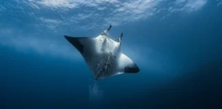 Ultrassom revela filhote em manta gigante no Pacífico Ultrassom revela filhote em manta gigante no Pacífico