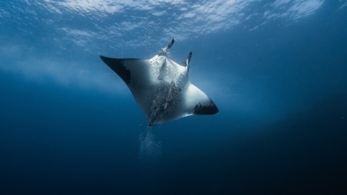 Ultrassom revela filhote em manta gigante no Pacífico Ultrassom revela filhote em manta gigante no Pacífico