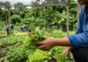 Curso gratuito de horta comunitária ensina cultivo e gestão Curso gratuito de horta comunitária ensina cultivo e gestão
