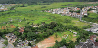 Bordas urbanas escondem potencial para regeneração florestal Bordas urbanas escondem potencial para regeneração florestal