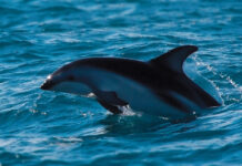IA identifica seis espécies de golfinhos por seus assobios IA identifica seis espécies de golfinhos por seus assobios