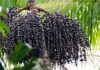 Açaí do Juruá busca conservação para conquistar mercados Açaí do Juruá busca conservação para conquistar mercados
