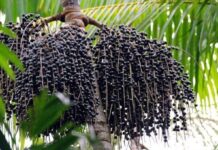 Açaí do Juruá busca conservação para conquistar mercados Açaí do Juruá busca conservação para conquistar mercados
