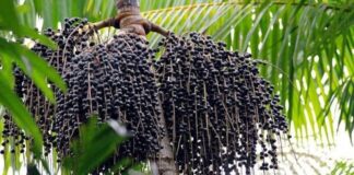 Açaí do Juruá busca conservação para conquistar mercados Açaí do Juruá busca conservação para conquistar mercados