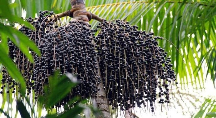 Açaí do Juruá busca conservação para conquistar mercados Açaí do Juruá busca conservação para conquistar mercados
