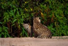 Pagamento a produtores pode proteger habitat da onça-pintada Pagamento a produtores pode proteger habitat da onça-pintada