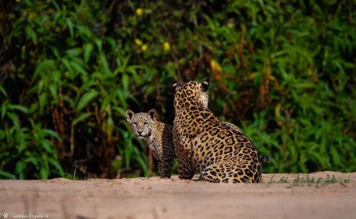 Pagamento a produtores pode proteger habitat da onça-pintada