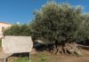 Oliveira de Vouves: árvore de 4 mil anos ainda dá frutos Oliveira de Vouves: árvore de 4 mil anos ainda dá frutos