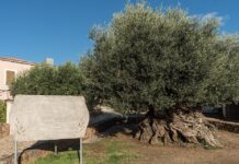 Oliveira de Vouves: árvore de 4 mil anos ainda dá frutos Oliveira de Vouves: árvore de 4 mil anos ainda dá frutos