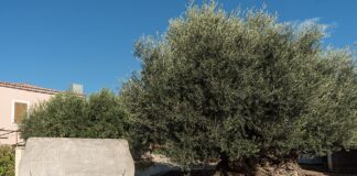 Oliveira de Vouves: árvore de 4 mil anos ainda dá frutos Oliveira de Vouves: árvore de 4 mil anos ainda dá frutos