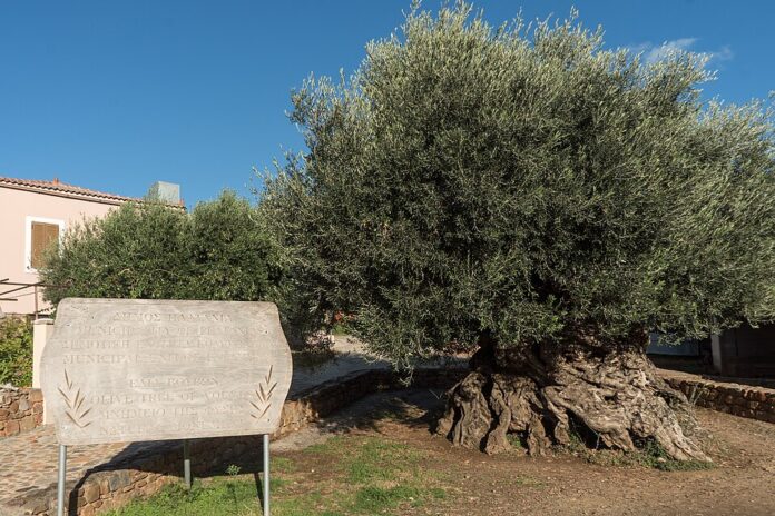 Oliveira de Vouves: árvore de 4 mil anos ainda dá frutos