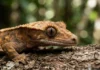 Lagartixa-de-crista limpa os olhos com a língua; entenda Lagartixa-de-crista limpa os olhos com a língua; entenda