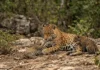 Onça-pintada brinca com filhote em vídeo nas Cataratas Onça-pintada brinca com filhote em vídeo nas Cataratas