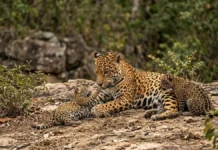 Onça-pintada brinca com filhote em vídeo nas Cataratas Onça-pintada brinca com filhote em vídeo nas Cataratas
