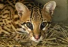 Jaguatirica é confundida com filhote de onça em fazenda de MT Jaguatirica é confundida com filhote de onça em fazenda de MT