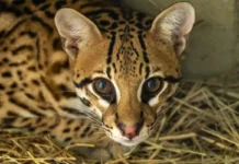 Jaguatirica é confundida com filhote de onça em fazenda de MT Jaguatirica é confundida com filhote de onça em fazenda de MT