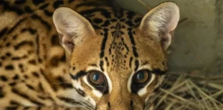 Jaguatirica é confundida com filhote de onça em fazenda de MT Jaguatirica é confundida com filhote de onça em fazenda de MT
