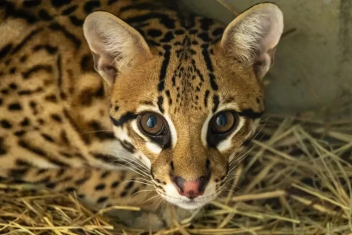 Jaguatirica é confundida com filhote de onça em fazenda de MT Jaguatirica é confundida com filhote de onça em fazenda de MT