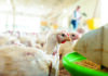Saúde intestinal das aves revela o motor invisível da produção Saúde intestinal das aves revela o motor invisível da produção