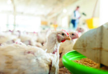 Saúde intestinal das aves revela o motor invisível da produção Saúde intestinal das aves revela o motor invisível da produção