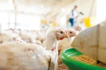 Saúde intestinal das aves revela o motor invisível da produção Saúde intestinal das aves revela o motor invisível da produção