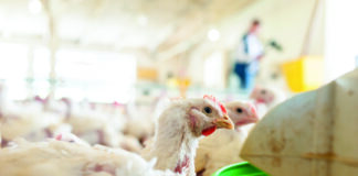 Saúde intestinal das aves revela o motor invisível da produção Saúde intestinal das aves revela o motor invisível da produção