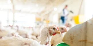 Saúde intestinal das aves revela o motor invisível da produção Saúde intestinal das aves revela o motor invisível da produção