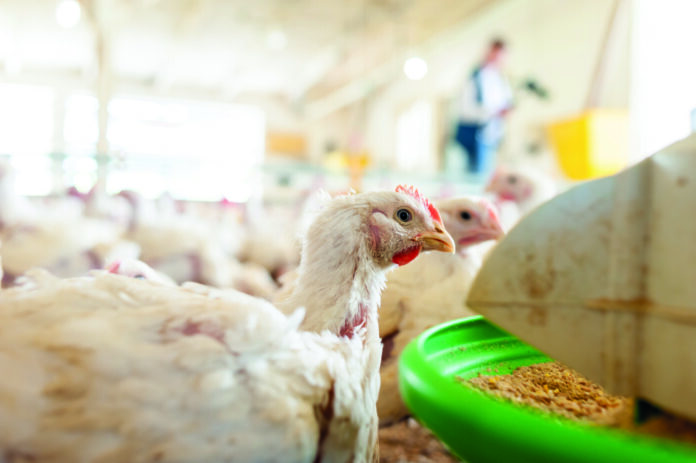Saúde intestinal das aves revela o motor invisível da produção Saúde intestinal das aves revela o motor invisível da produção