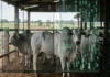 Genética na pecuária de corte busca animais melhores por dentro Genética na pecuária de corte busca animais melhores por dentro