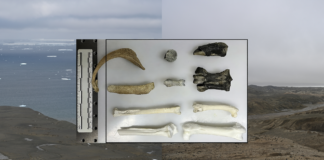 Fósseis de pinguins revelam o clima perdido da Antártida Fósseis de pinguins revelam o clima perdido da Antártida
