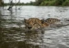 Onça-pintada muda hábitos no inverno e revela força da cheia Onça-pintada muda hábitos no inverno e revela força da cheia