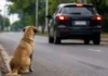 Abandono de animais pode cassar a CNH no Brasil Abandono de animais pode cassar a CNH no Brasil