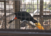 Tráfico de animais silvestres financia crime e ameaça fauna Tráfico de animais silvestres financia crime e ameaça fauna