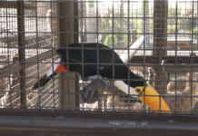 Tráfico de animais silvestres financia crime e ameaça fauna Tráfico de animais silvestres financia crime e ameaça fauna