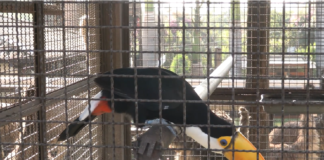 Tráfico de animais silvestres financia crime e ameaça fauna Tráfico de animais silvestres financia crime e ameaça fauna