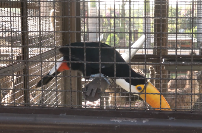 Tráfico de animais silvestres financia crime e ameaça fauna Tráfico de animais silvestres financia crime e ameaça fauna