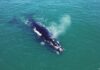 Baleia-franca enfrenta nova ameaça no litoral de Santa Catarina Baleia-franca enfrenta nova ameaça no litoral de Santa Catarina