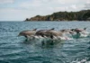 Golfinhos: assobios ajudam IA a reconhecer seis espécies Golfinhos: assobios ajudam IA a reconhecer seis espécies