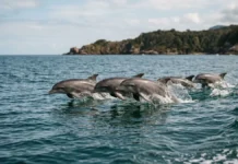 Golfinhos: assobios ajudam IA a reconhecer seis espécies Golfinhos: assobios ajudam IA a reconhecer seis espécies
