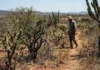 COP 17 da Desertificação pode redefinir futuro da Caatinga COP 17 da Desertificação pode redefinir futuro da Caatinga