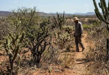 COP 17 da Desertificação pode redefinir futuro da Caatinga COP 17 da Desertificação pode redefinir futuro da Caatinga