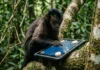Macacos-prego usam IA na selva para testar a própria memória Macacos-prego usam IA na selva para testar a própria memória