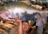 Tambaqui entra na lista de espécies ameaçadas na Amazônia Tambaqui entra na lista de espécies ameaçadas na Amazônia