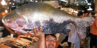 Tambaqui entra na lista de espécies ameaçadas na Amazônia Tambaqui entra na lista de espécies ameaçadas na Amazônia