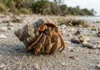 Caranguejo-eremita troca conchas vazias ao crescer, forma filas e disputa abrigo enquanto alguns ocupam tampas plásticas Caranguejo-eremita troca conchas vazias ao crescer, forma filas e disputa abrigo enquanto alguns ocupam tampas plásticas