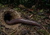Minhoca-gigante-amazônica atinge dois metros, escava galerias de três metros e amplia a entrada de água e ar no solo Minhoca-gigante-amazônica atinge dois metros, escava galerias de três metros e amplia a entrada de água e ar no solo