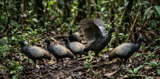 Jacamim corre pelo chão da floresta, dança em grupo e cria filhotes com ajuda de vários adultos Jacamim corre pelo chão da floresta, dança em grupo e cria filhotes com ajuda de vários adultos